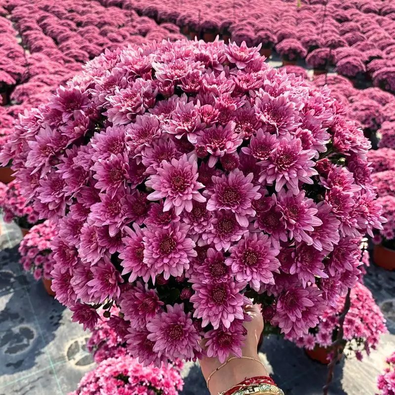 November Birth Month Flowers - Thursd article featured image