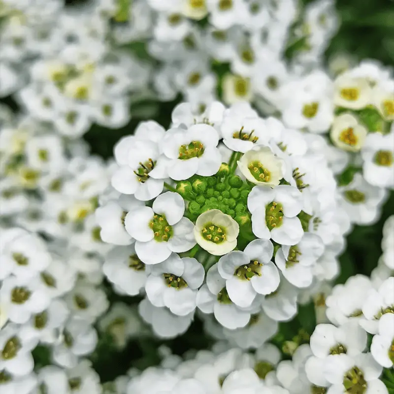 white flowers and meaning - thursd article featured image