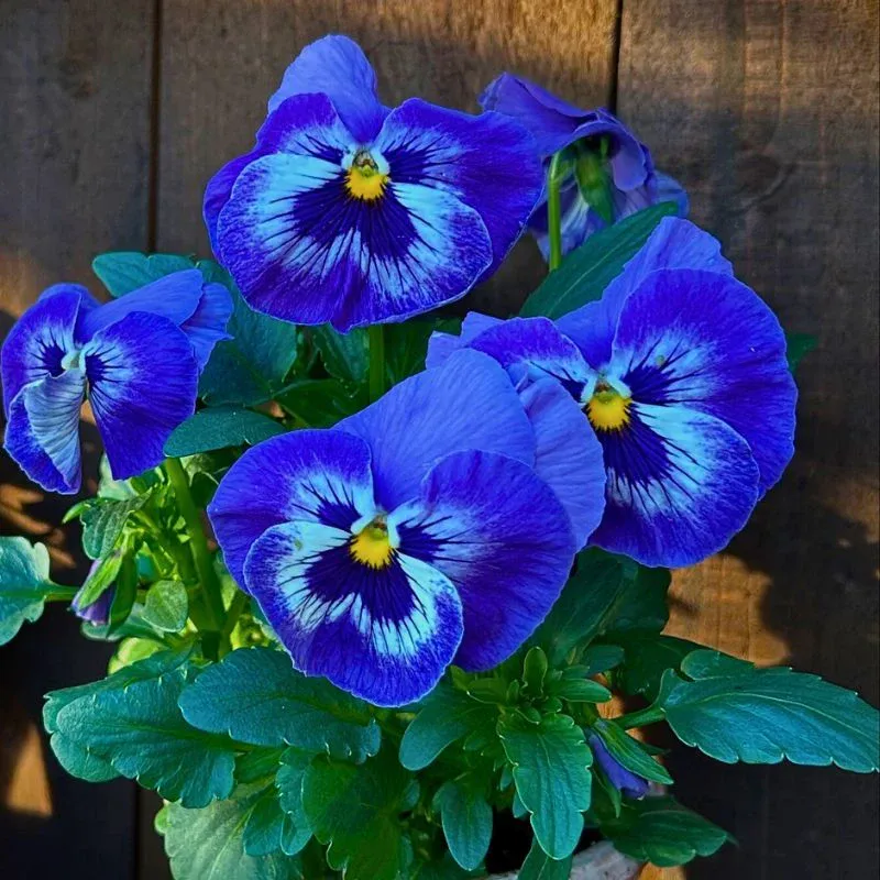 Pansy Flower Meaning: What does the pansy flower mean? - Thursd Article