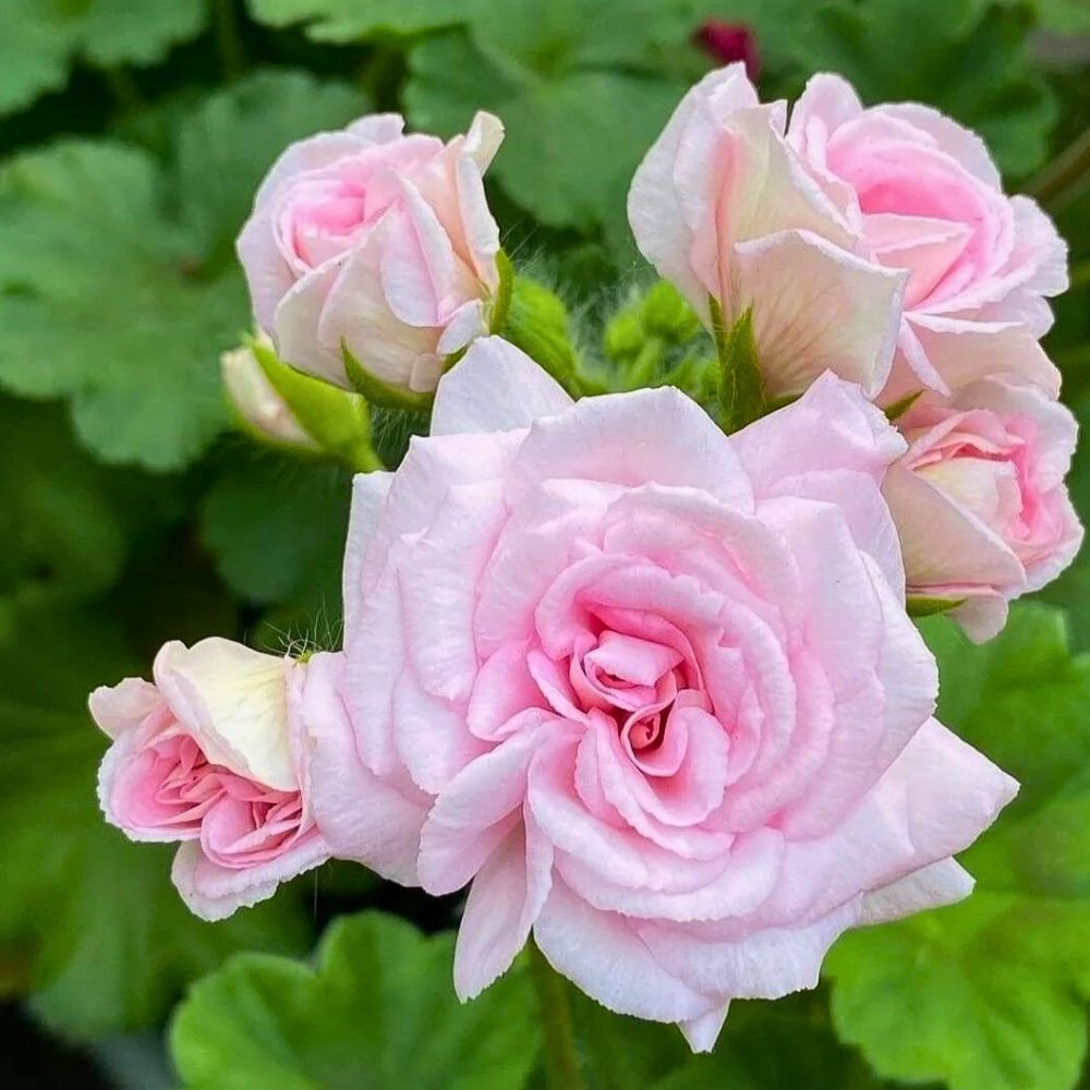 Geranium Scorpio Zodiac Flowers - Geranium and Hibiscus