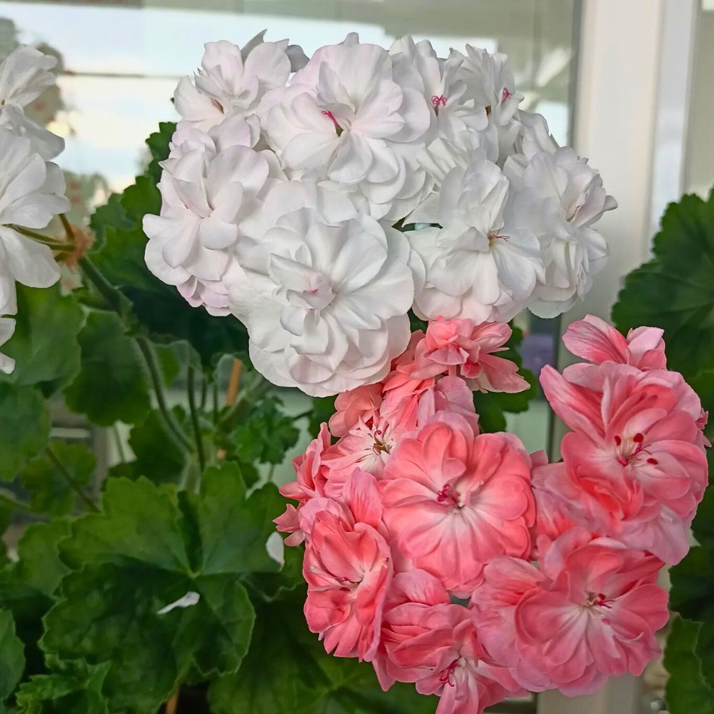 Geranium What is the zodiac flower for Scorpio?