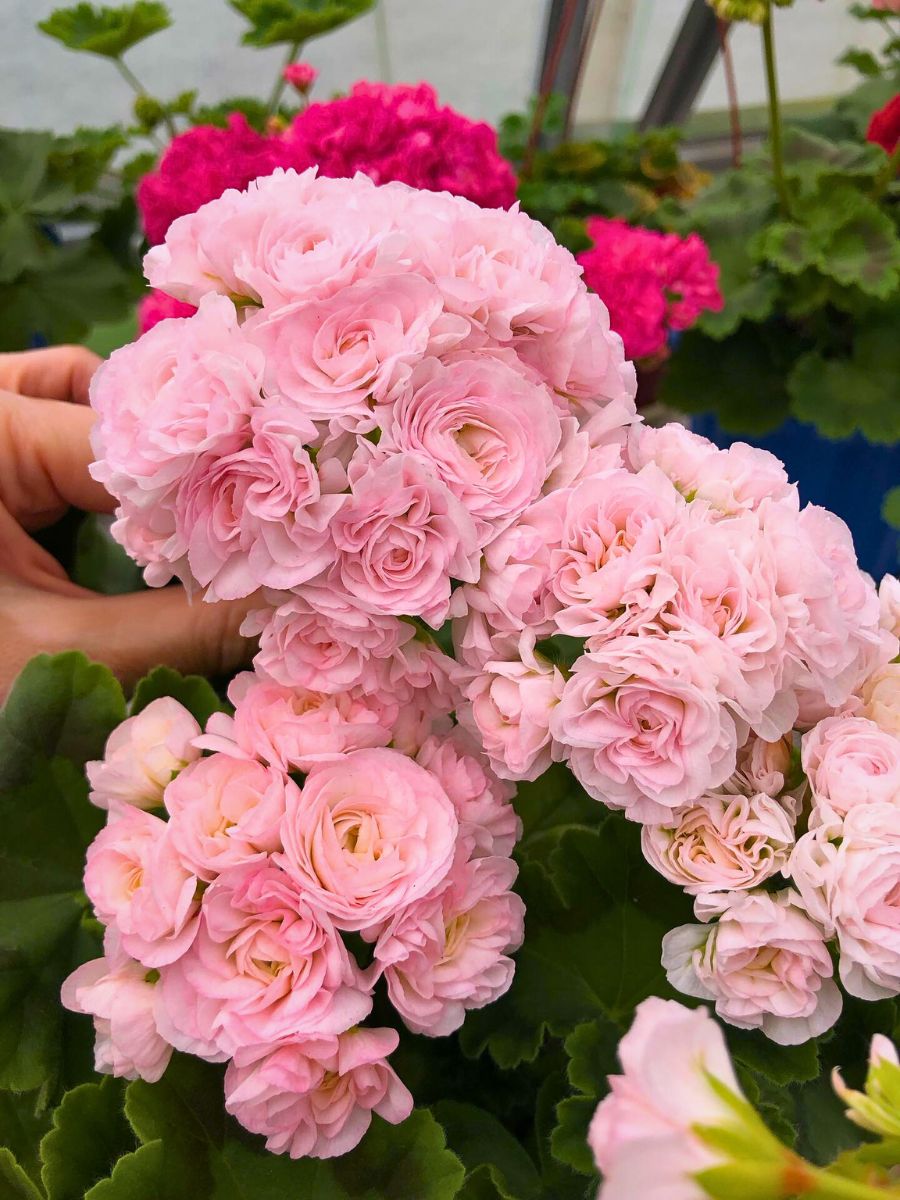 Geranium bunch of beautiful geranium flowers growing in a garden