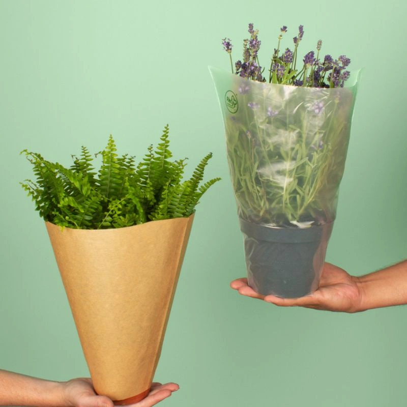 Plant Packaging - Feature Image
