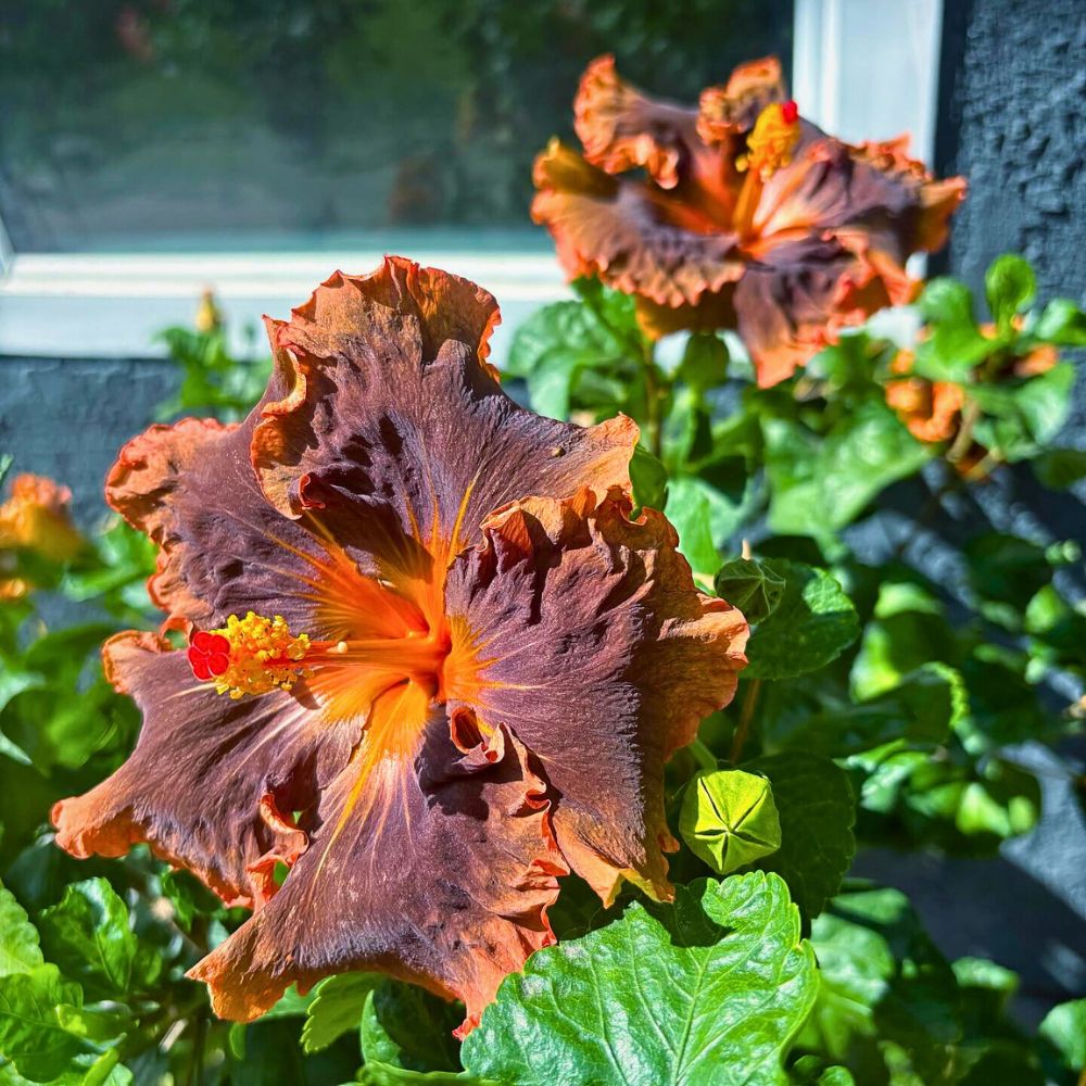 Hibiscus Hibiscus as a Scorpio Zodiac Flower