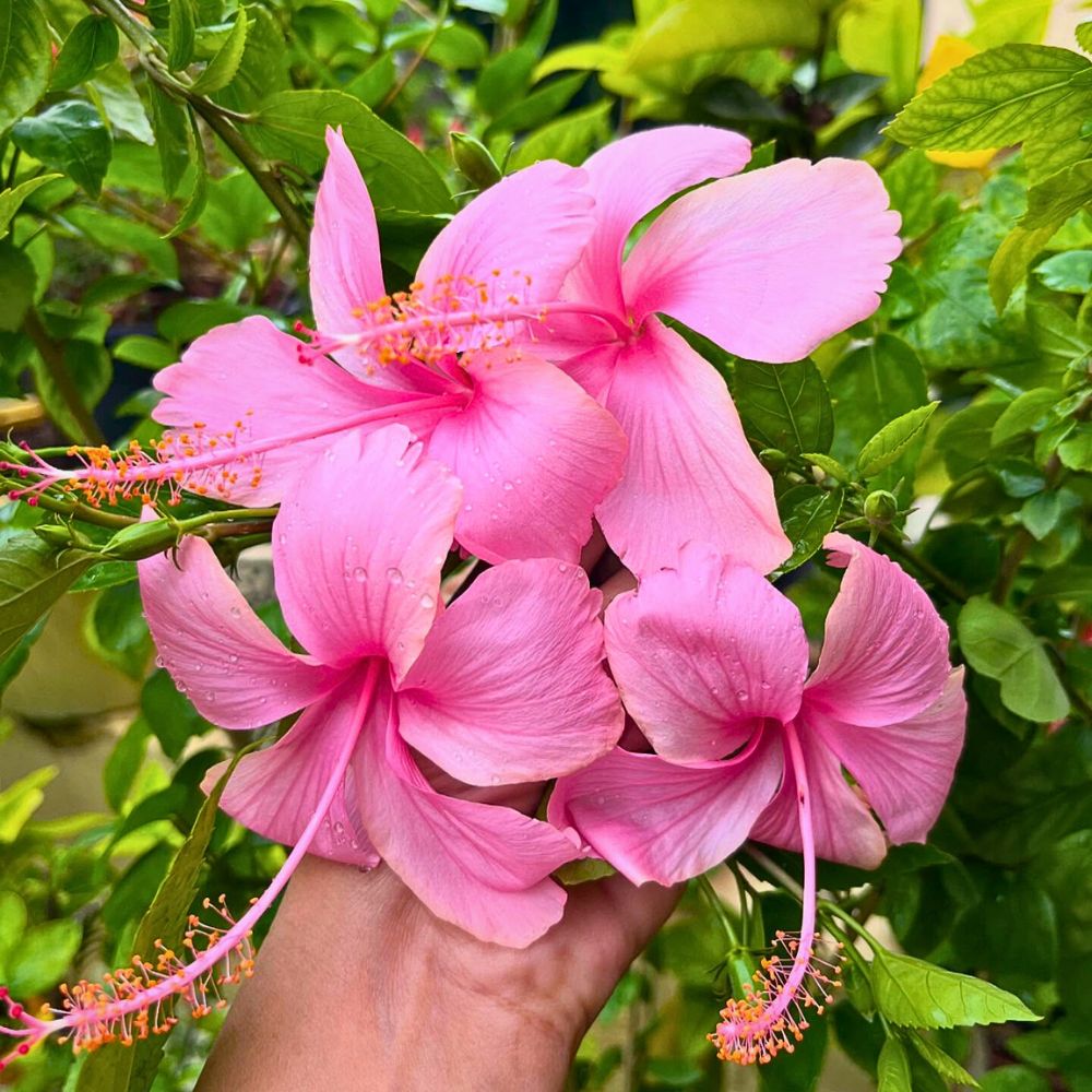 Hibiscus Hibiscus as a Scorpio Zodiac Flower