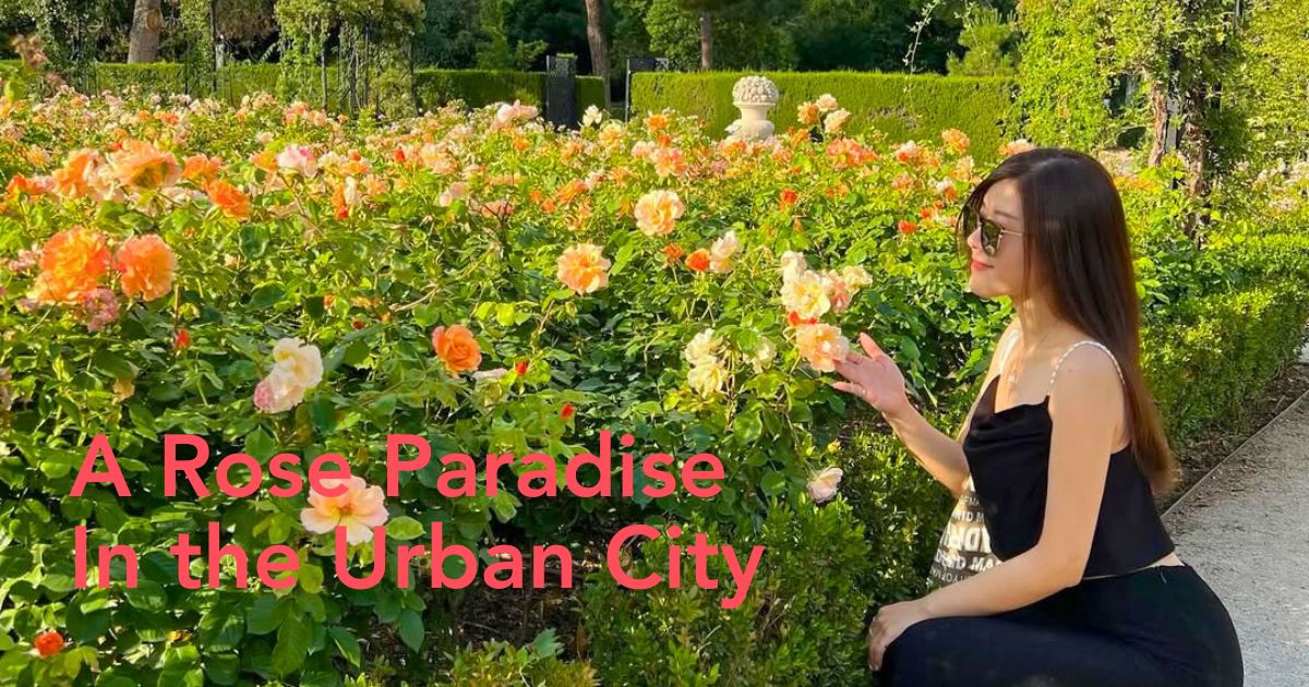 Rose paradise at La Rosaleda