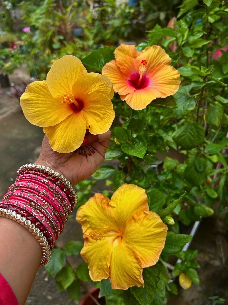 Hibiscus hibiscus represents the intense and passionate nature of Scorpions, thus representing its birth flower