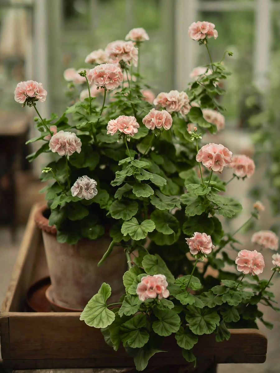 Geranium Why Geraniums Perfectly Match the Scorpio Zodiac Personality