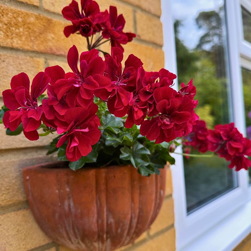 Red geranium geranium symbolism also varies with different colors and geranium varieties