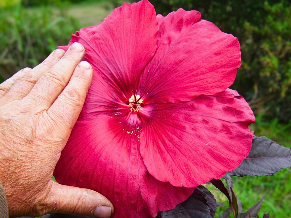 Hibiscus flower Bold Appeal of Hibiscus as a Scorpio Zodiac Flower