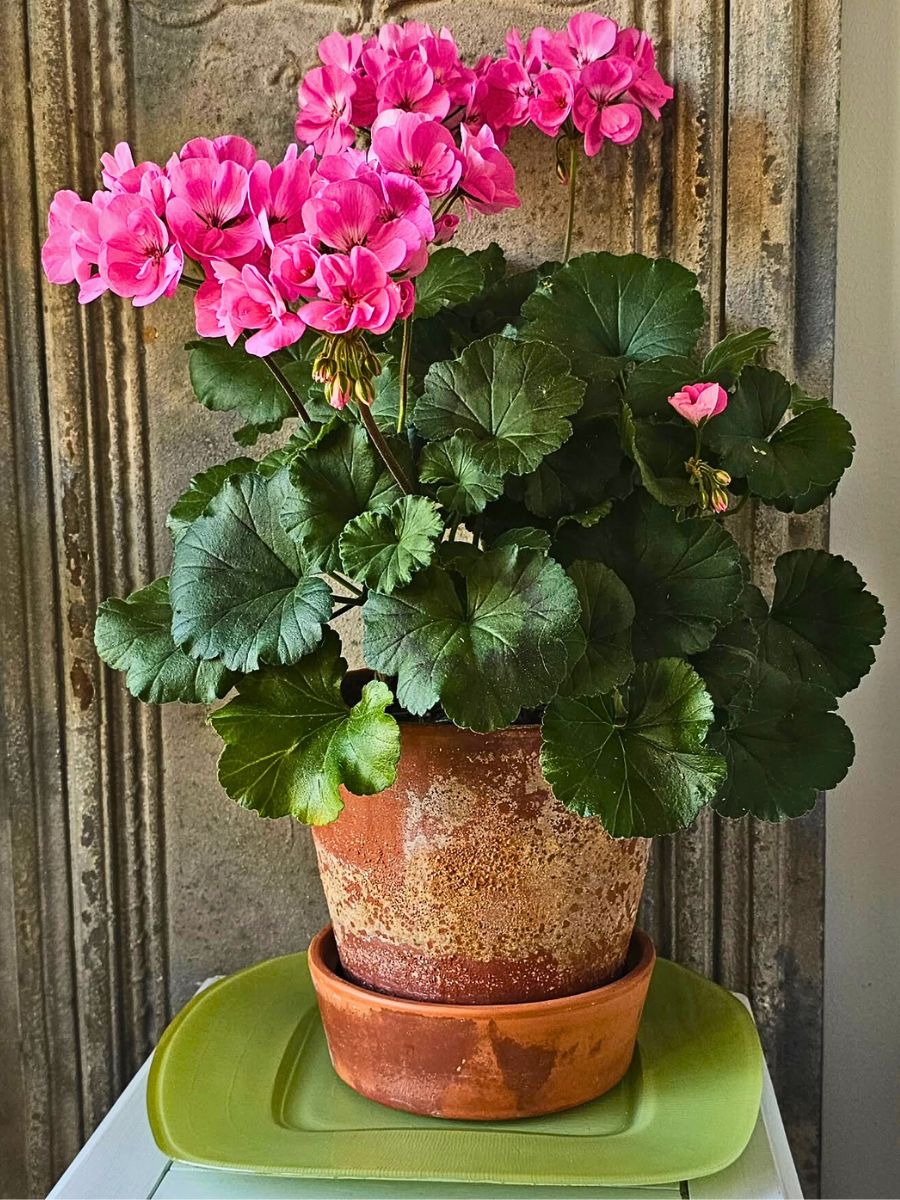Geranium Why Geraniums Perfectly Match the Scorpio Zodiac Personality