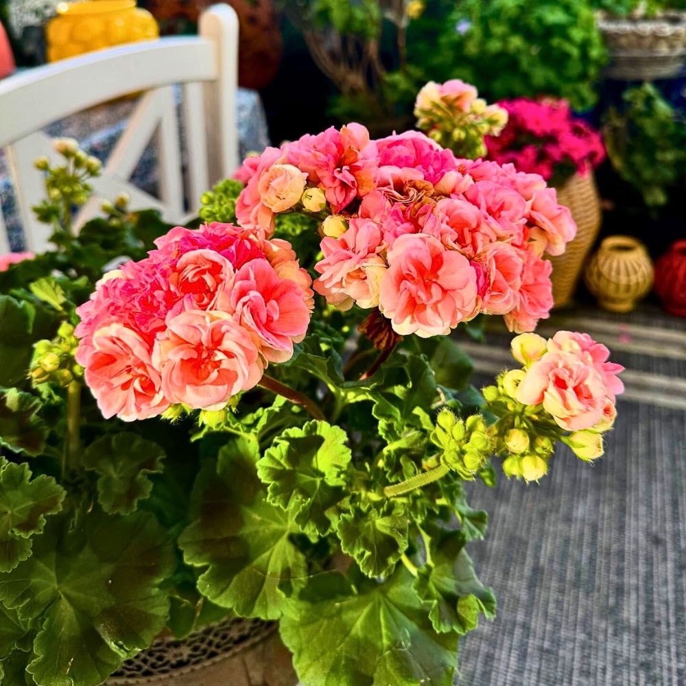 Geranium geranium represents the zodiac sign - Scorpio