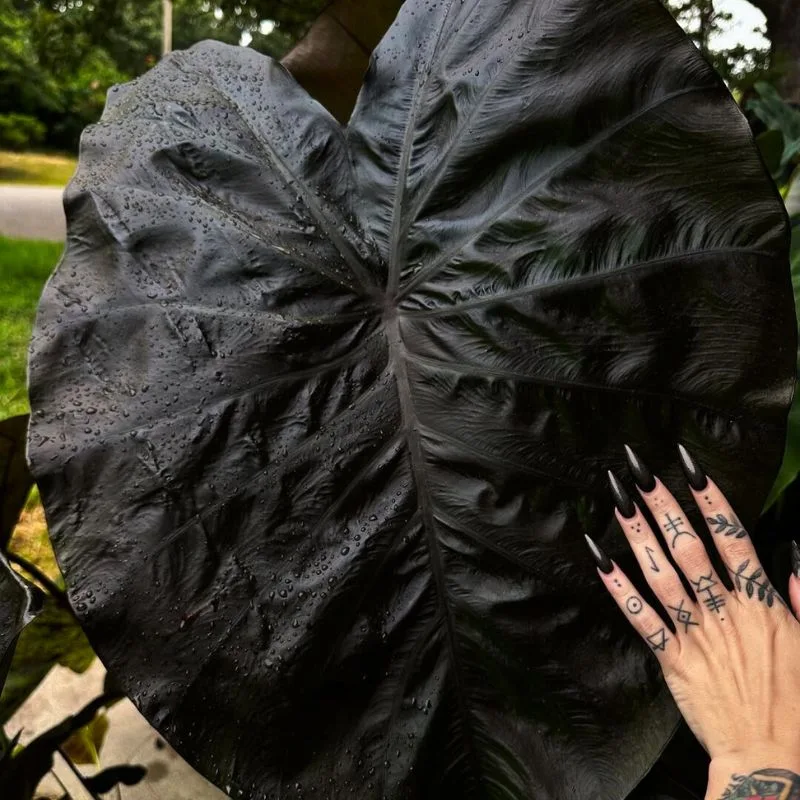 Girl with black alocasia
