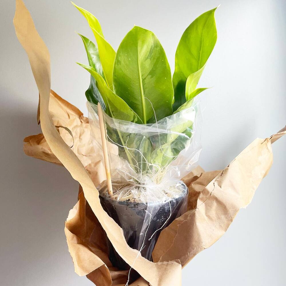 Packaging is the most important part of shipping houseplants Packaging is the most important part of shipping houseplants