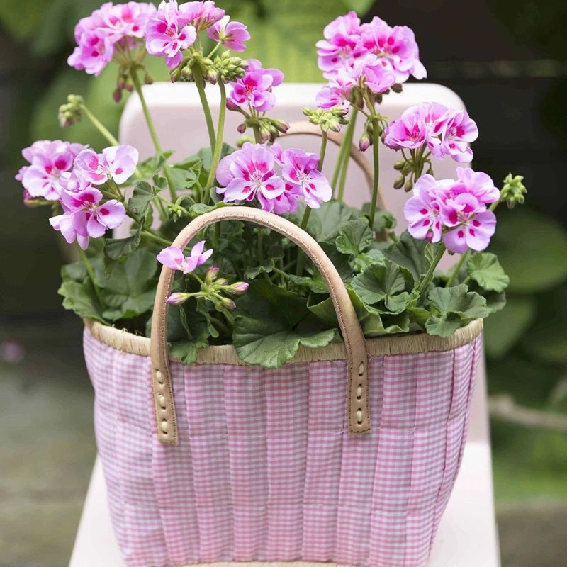 Geraniums flower meaning