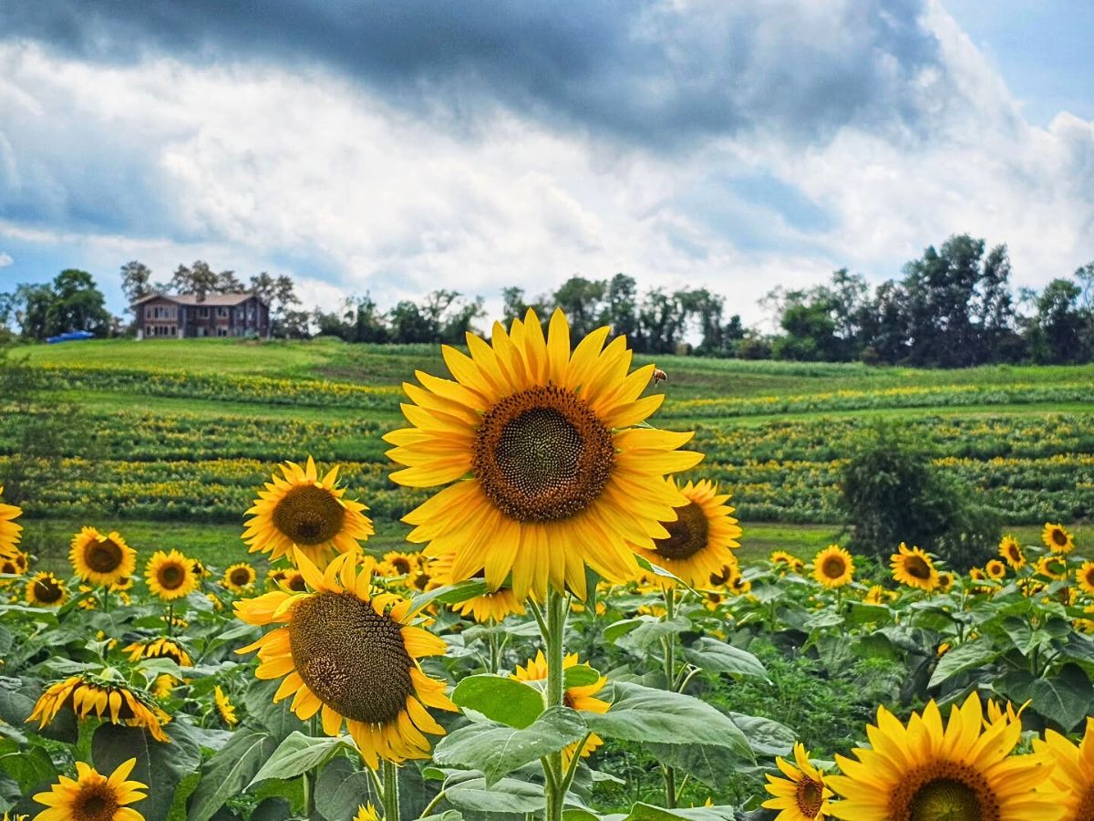 A breathtaking field of sunflowers Sunflower meaning