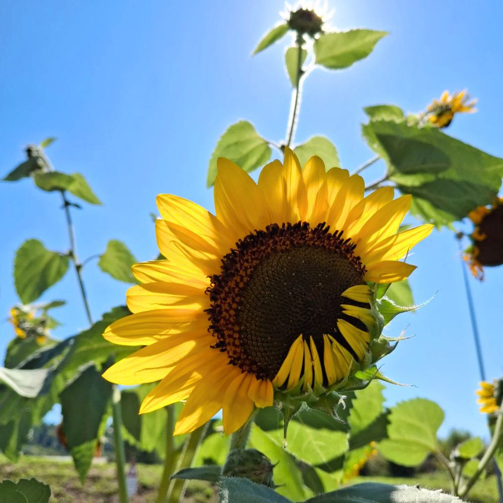 sunflower open to the light Sunflower meaning