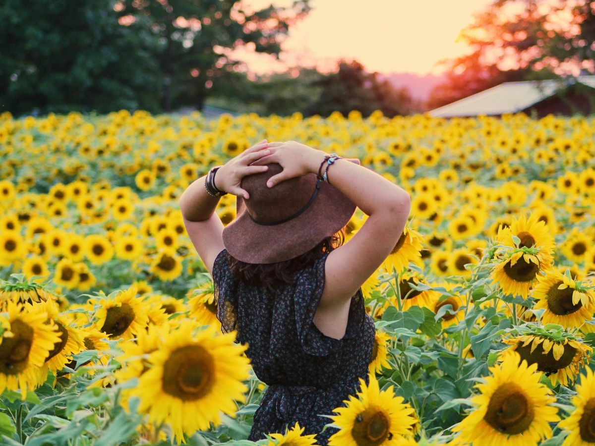 A lady soaks in the beauty sunflowers Sunflowers meaning