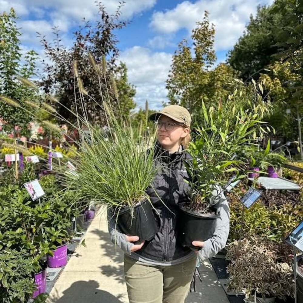 Woman holding potted ornamental grasses Woman holding potted ornamental grasses