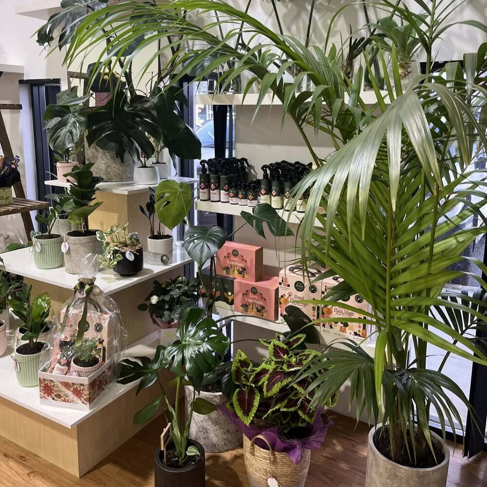 Indoor plants and gardening products Indoor plants and gardening products
