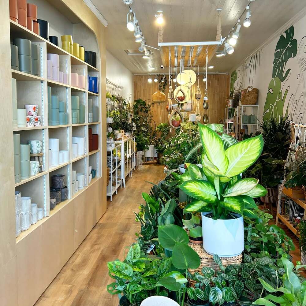 Lush, modern plant shop interior Lush, modern plant shop interior