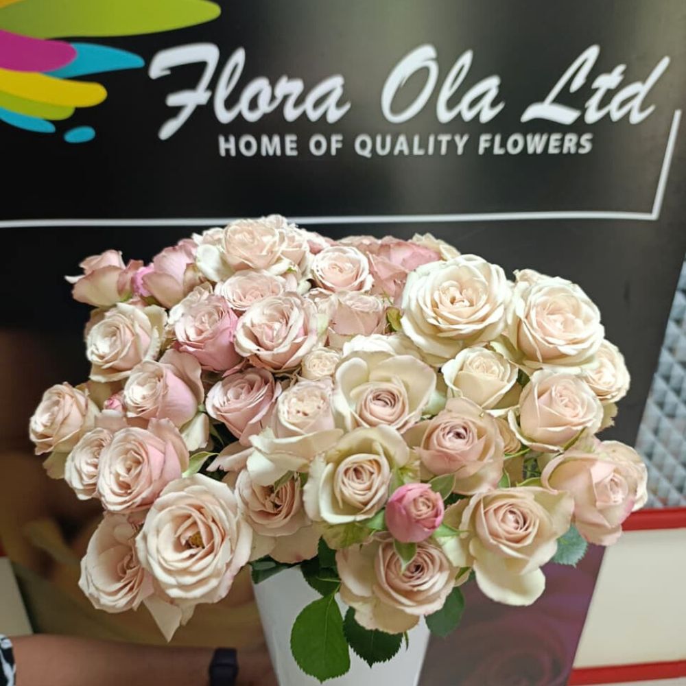 World of Spray Roses