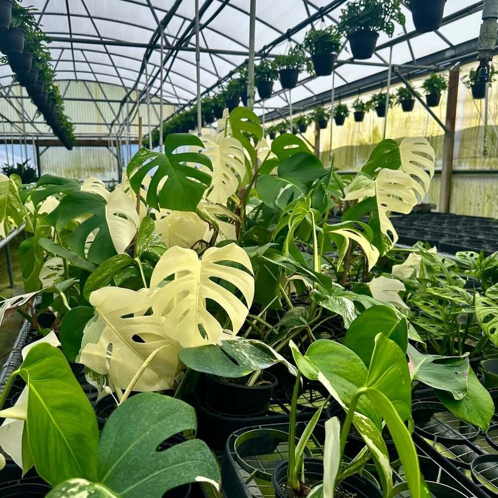 Variegated Monstera plants in greenhouse Variegated Monstera plants in greenhouse