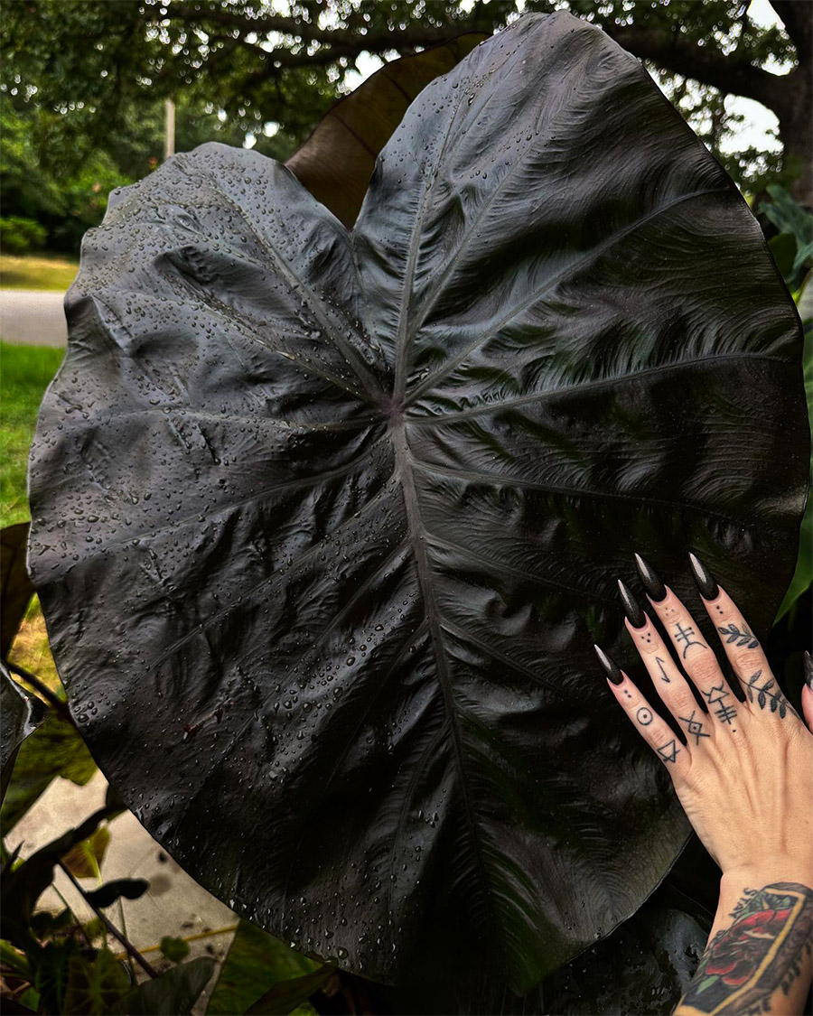 Black Alocasia by soundofstars
