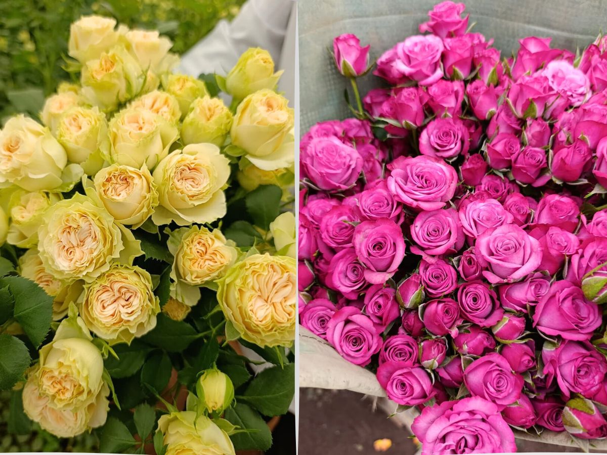 World of Spray Roses