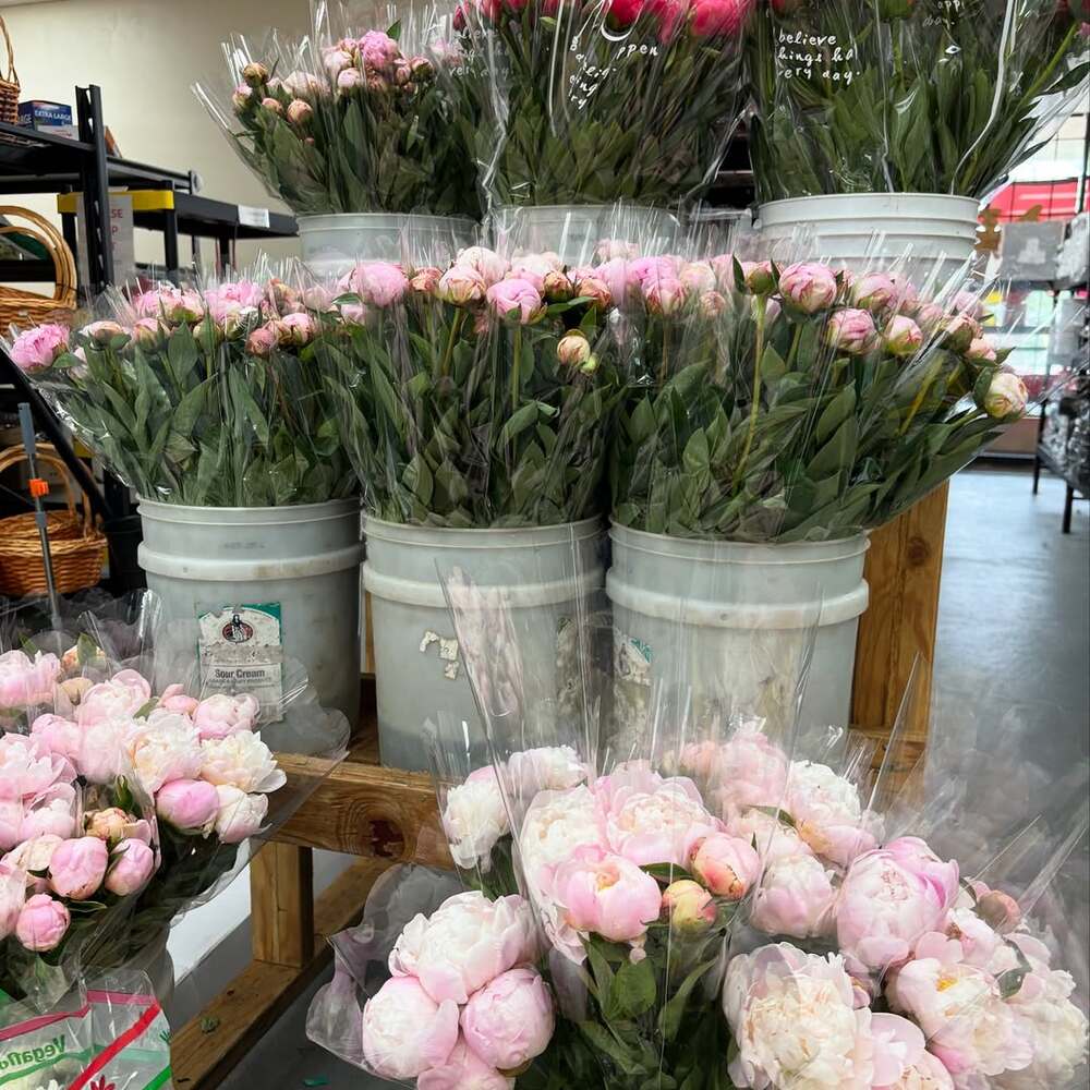 Buckets of pink and red peonies Buckets of fresh peony inventory