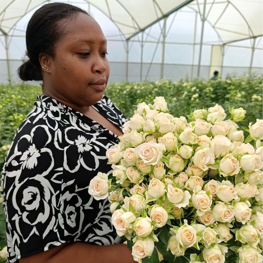 World of Spray Roses