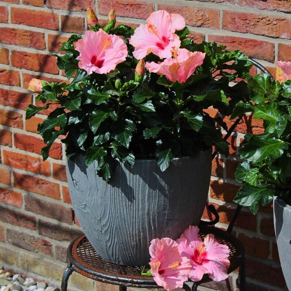 Hibiscus determination of floral representation is based on what the flower actually represents - Inset: Hibiscus - flower for zodiac sign Scorpio