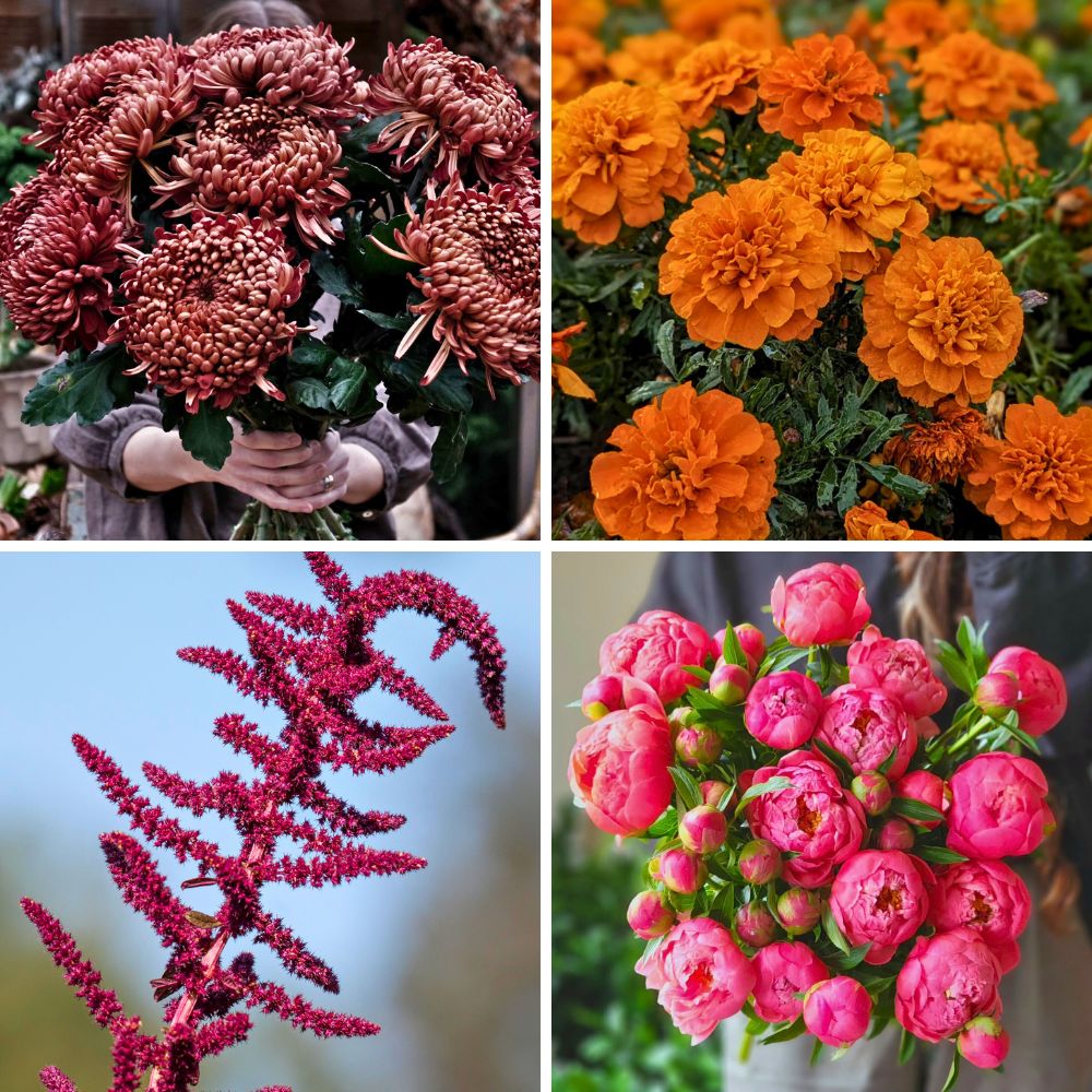 More Scorpio zodiac flowers More flowers that appeal to the essence of the Scorpio zodiac