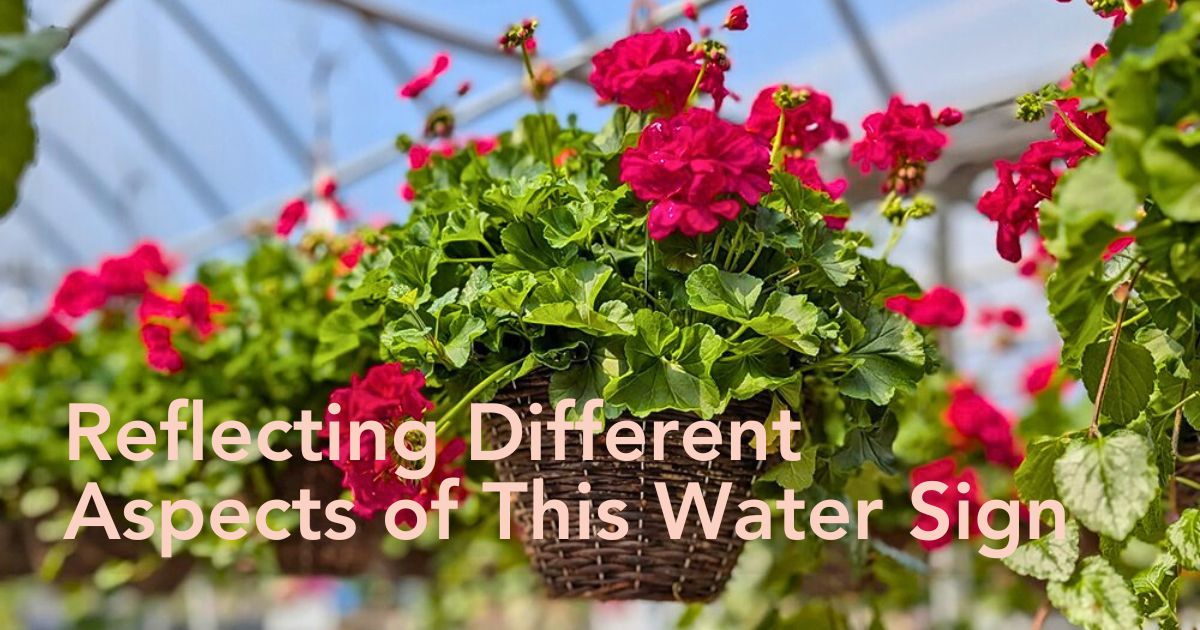 Scorpio Zodiac Flowers - Geranium and Hibiscus - Thursd Article