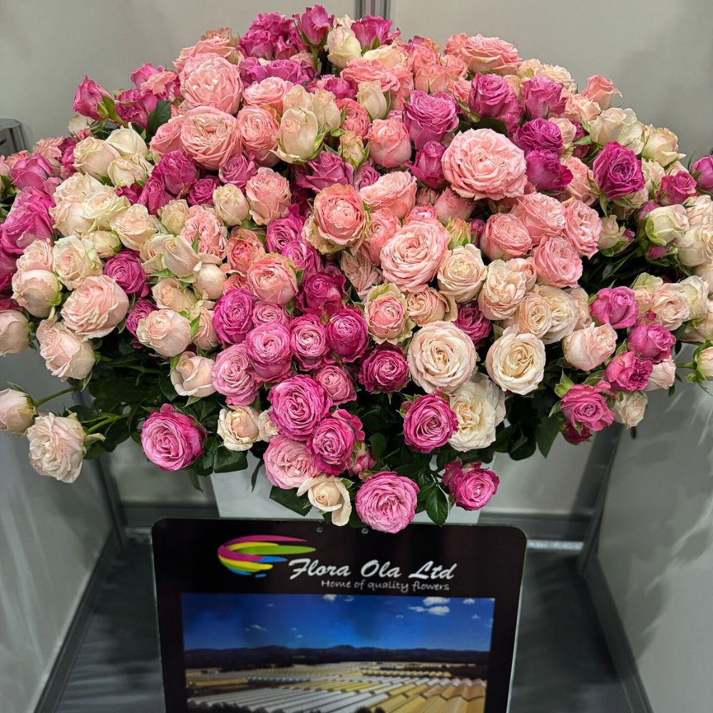 World of Spray roses