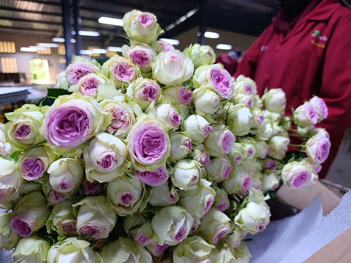 World of Spray Roses