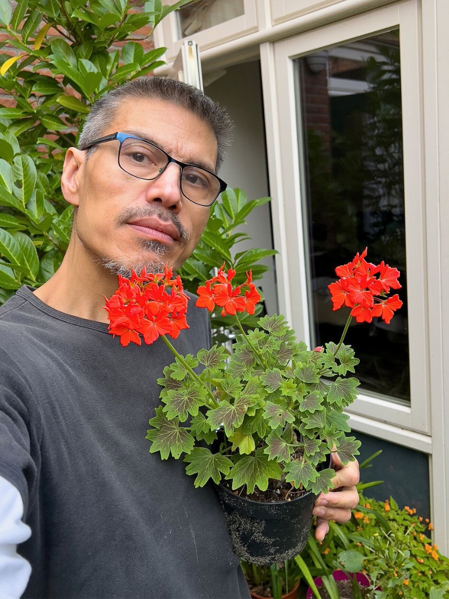 Scorpio zodiac flowers geranium Scorpio zodiac flowers geranium and hibiscus square feature image