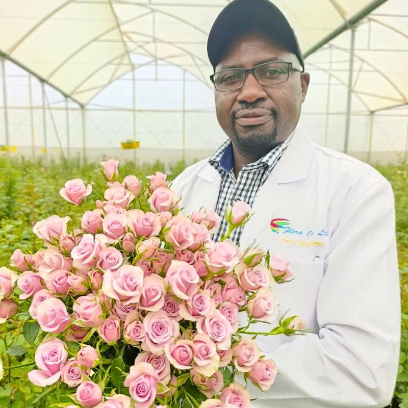 World of Spray Roses