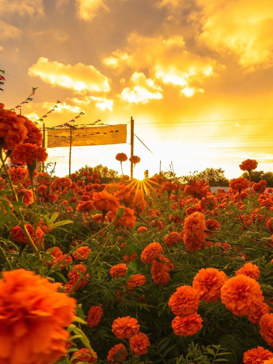 Sunlight through a marigold field