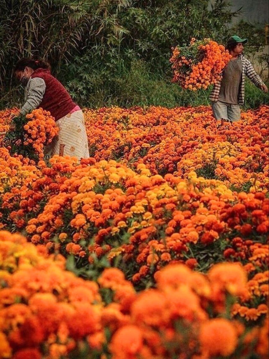 People working in a marigold field People working in a marigold field