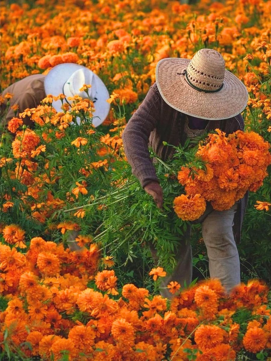 Picking up marigolds for Day of the Dead
