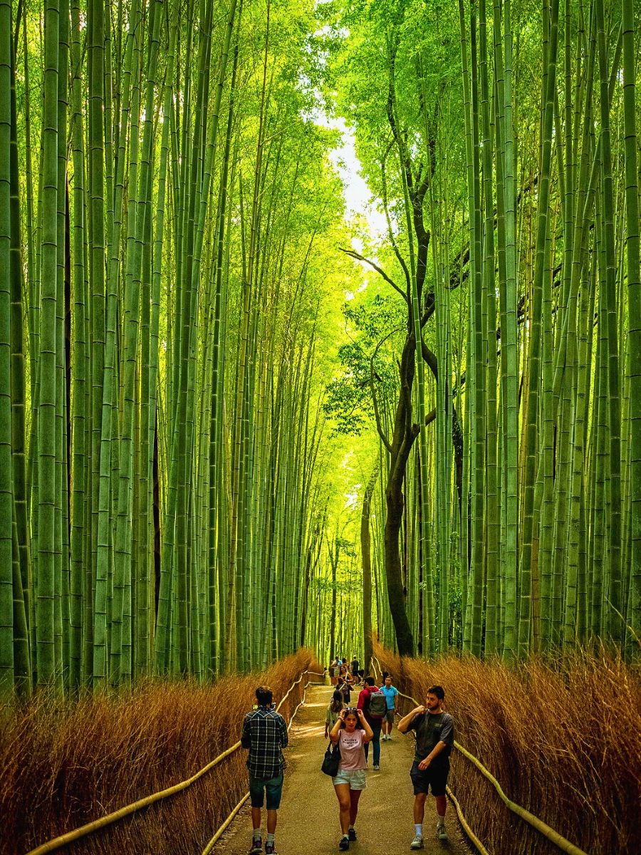 Arashiyama Bamboo Grove. Arashiyama Bamboo Grove in Kyoto, Japan Reconnects You to Nature and Well-Being - Thursd Article.