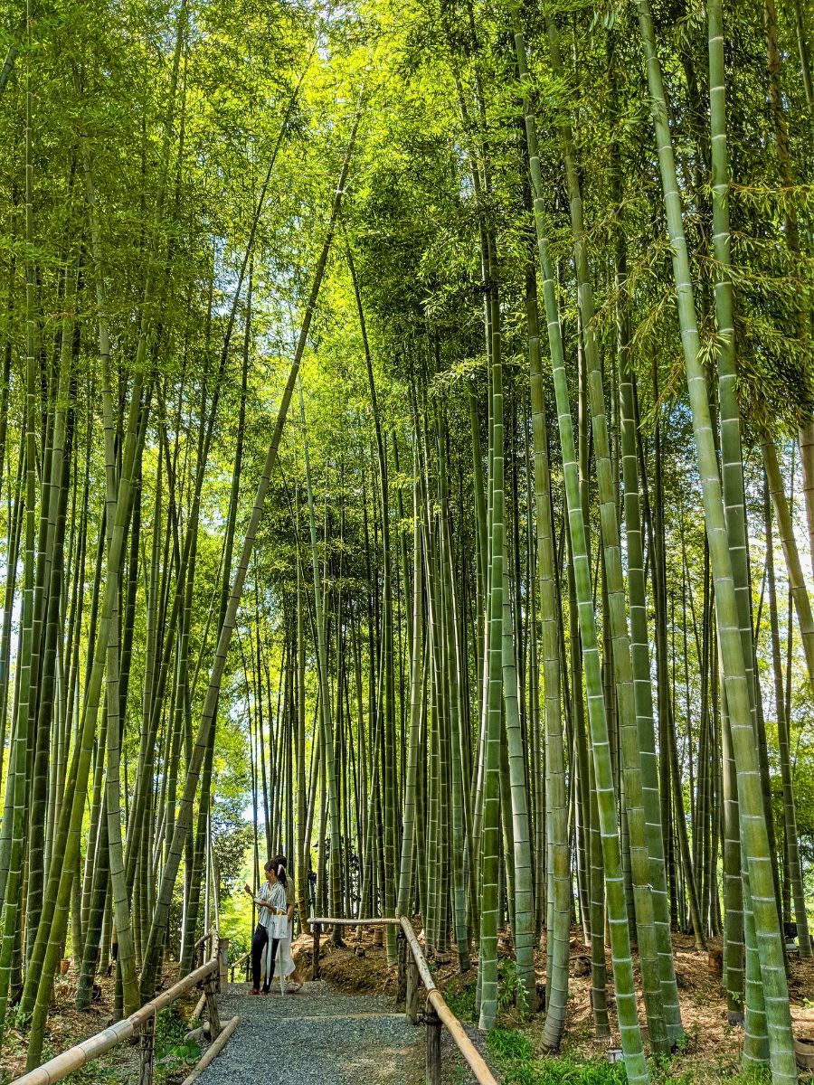 Arashiyama Bamboo Grove in Kyoto. Arashiyama Bamboo Grove in Kyoto, Japan Reconnects You to Nature and Well-Being - Thursd Article.
