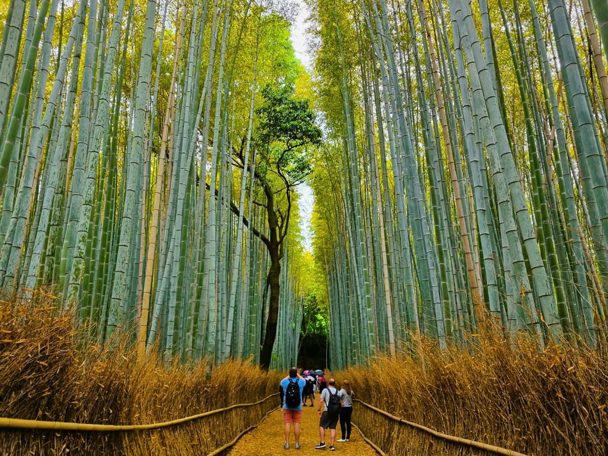 Sagano Bamboo Grove Arashiyama Bamboo Grove in Kyoto, Japan Reconnects You to Nature and Well-Being - Thursd Article.