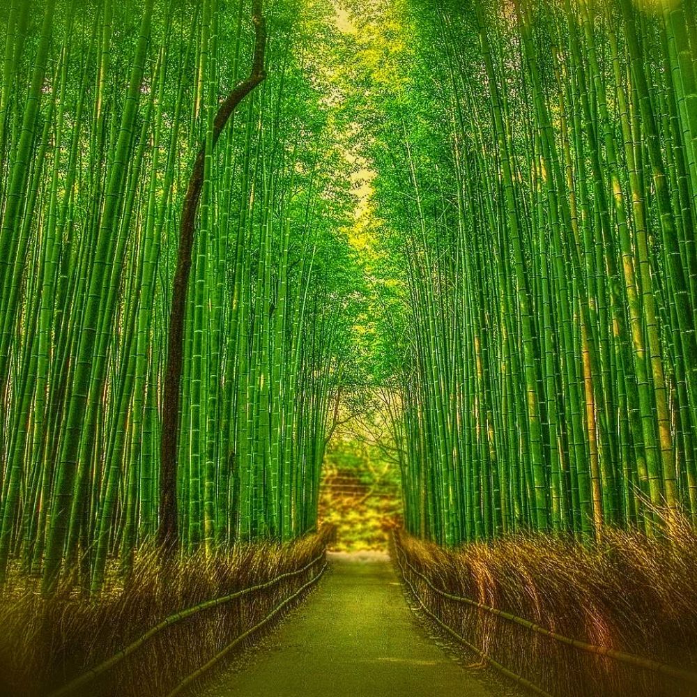 Arashiyama Bamboo Grove. Arashiyama Bamboo Grove in Kyoto, Japan Reconnects You to Nature and Well-Being - Thursd Article.