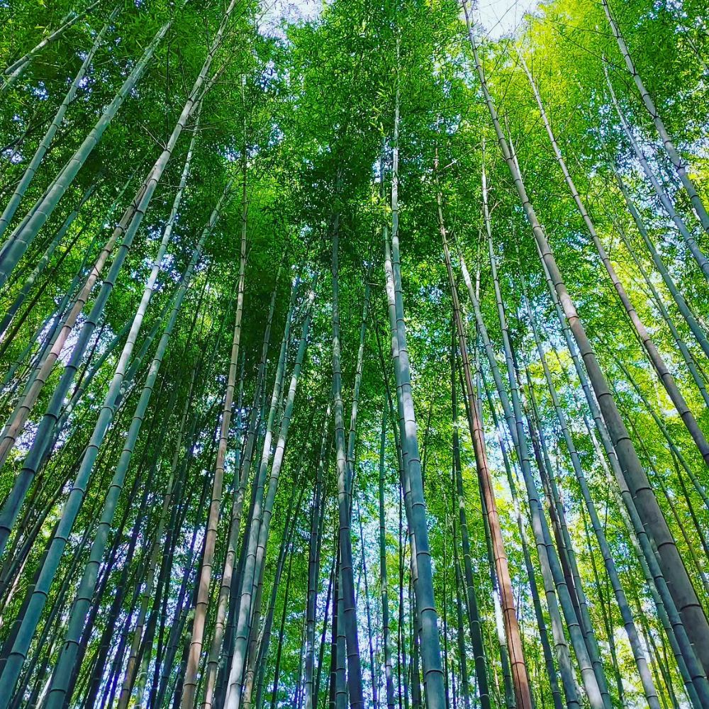 Arashiyama Bamboo Grove Arashiyama Bamboo Grove in Kyoto, Japan Reconnects You to Nature and Well-Being - Thursd Article.