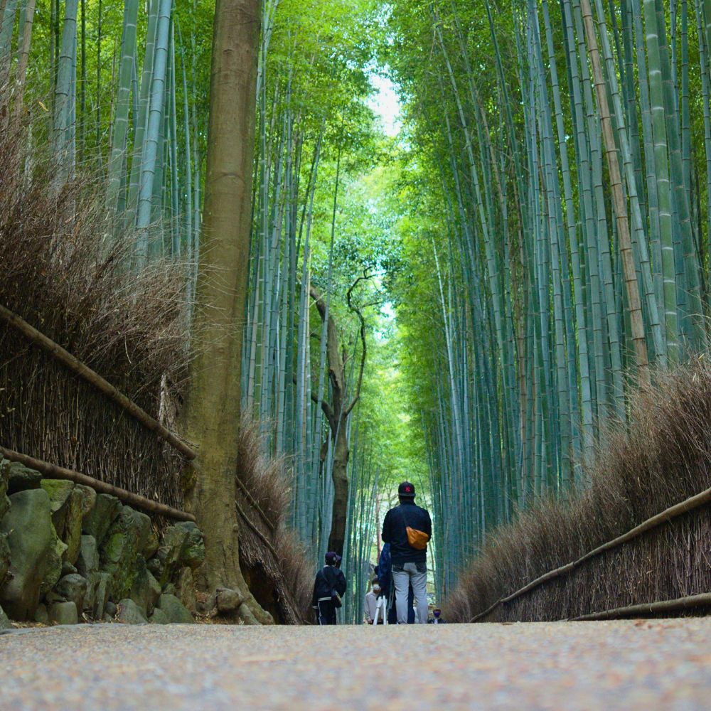 Arashiyama Bamboo Grove. Arashiyama Bamboo Grove in Kyoto, Japan Reconnects You to Nature and Well-Being - Thursd Article.