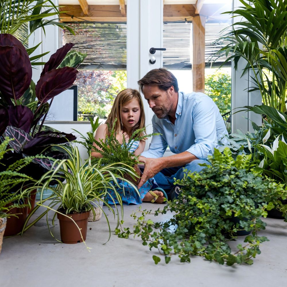 Inspecting the roots of a plant Houseplants care