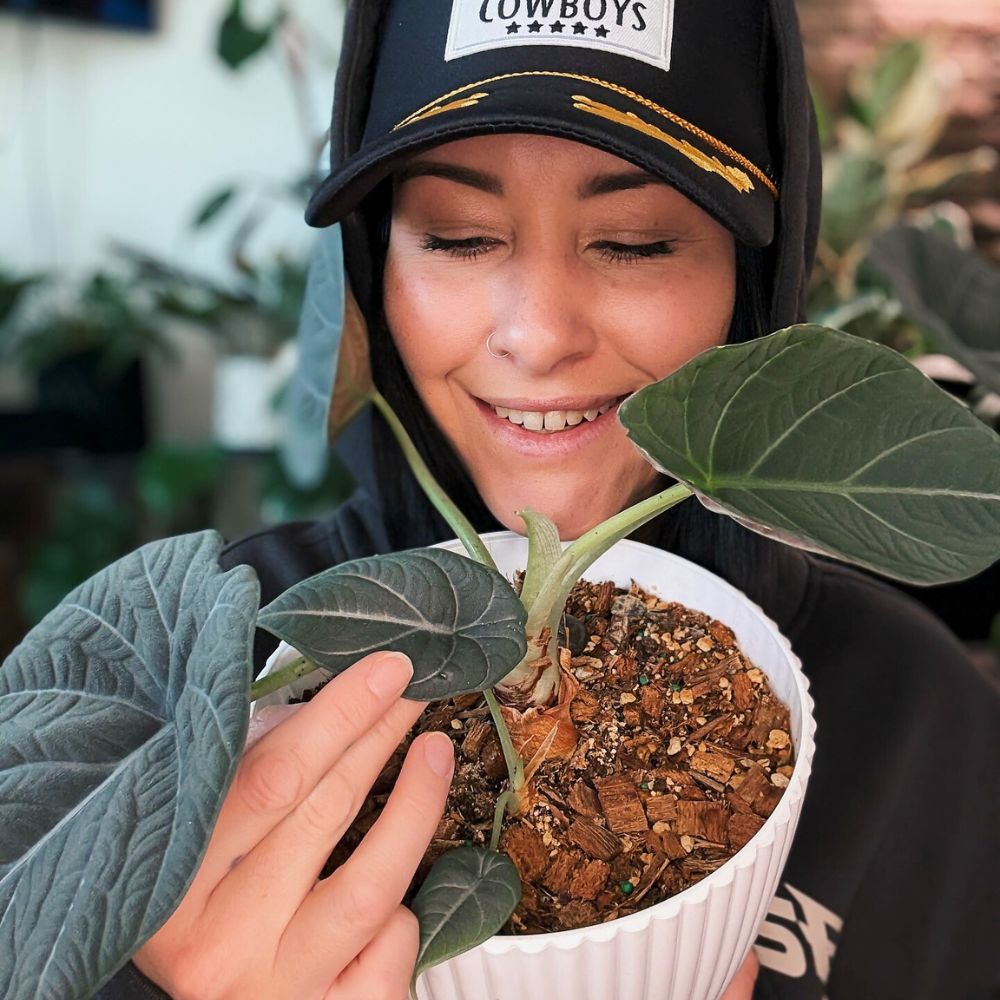 A lady admiring her Alocasia Maharani Houseplants care