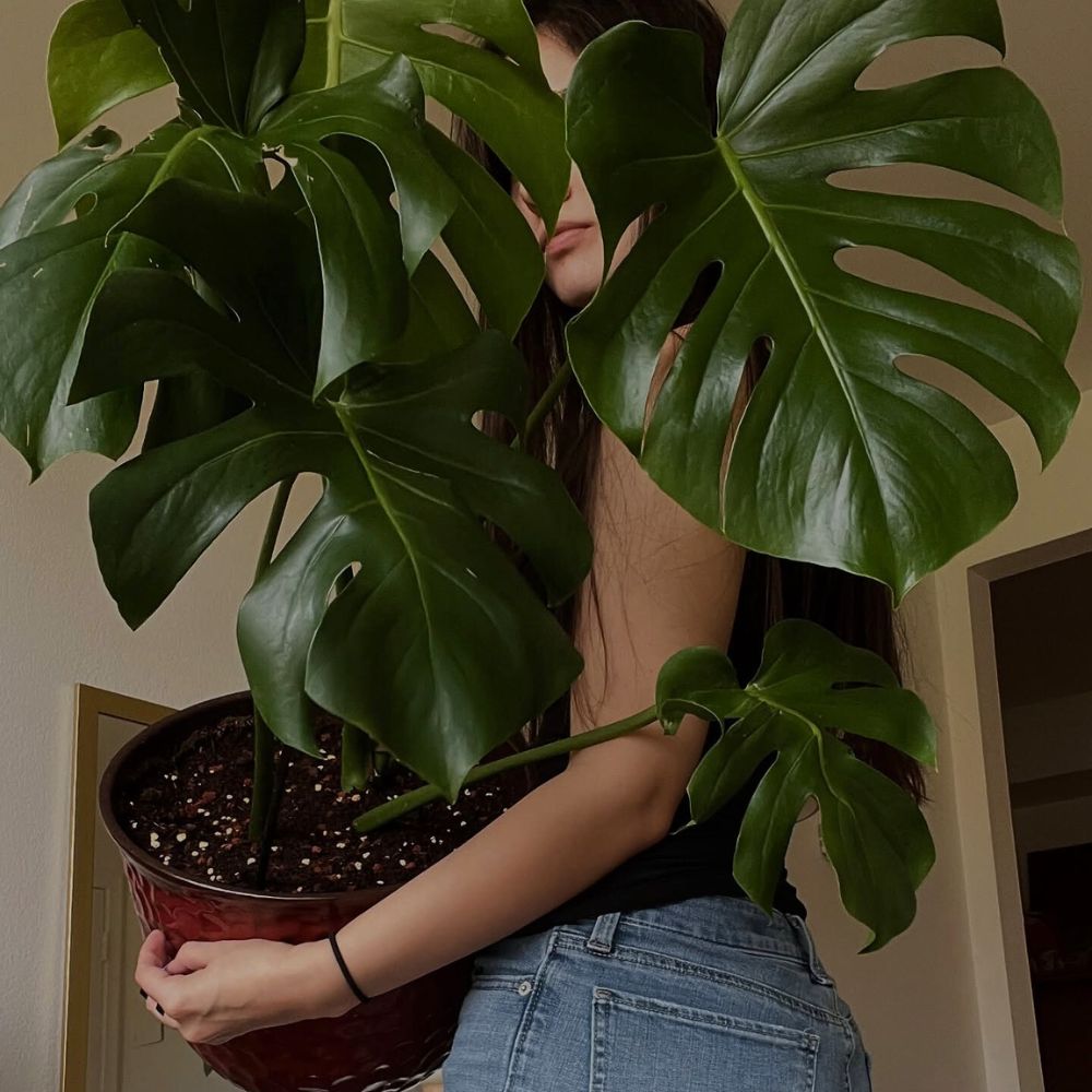 A massive potted Monstera Deliciosa Houseplants care